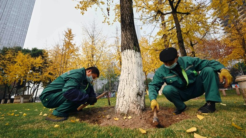 绿植租赁价格表揭秘：一盆绿植背后的考量**