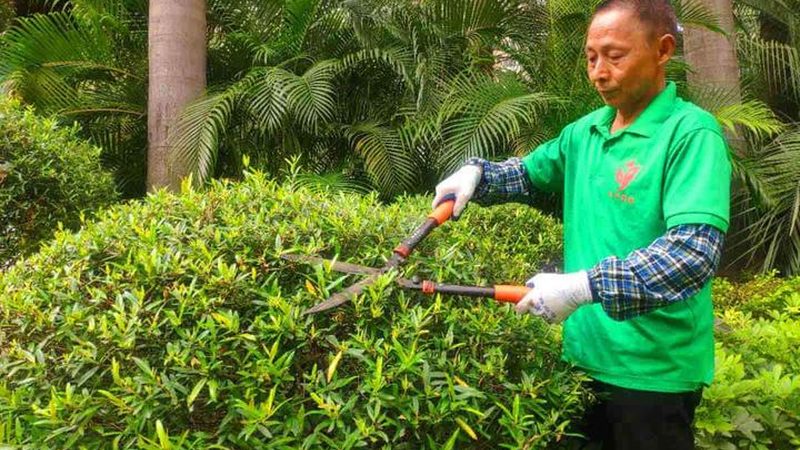 垂直绿化墙与普通绿植区别