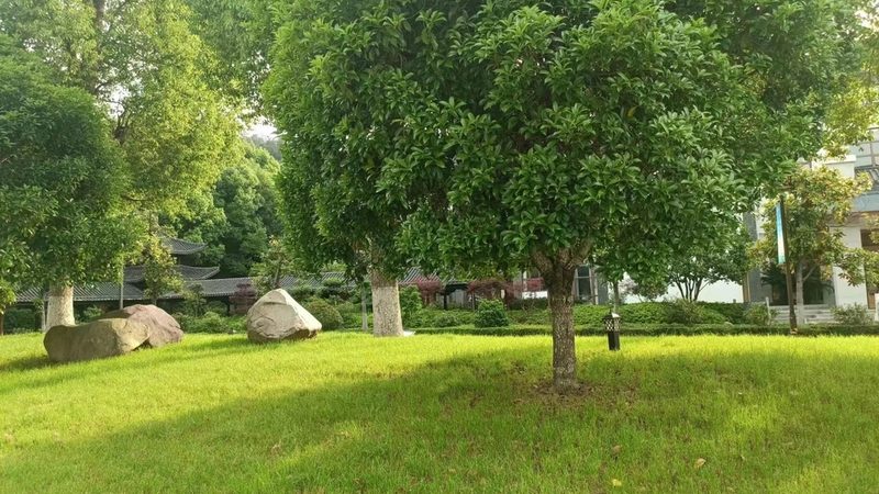草坪打孔通气：优缺点解析与实际应用